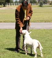 Adiestramiento Canino